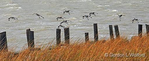 Willets In Flight_31171.jpg - Willets (Tringa semipalmata) photographed along the Gulf coast near Port Lavaca, Texas, USA.